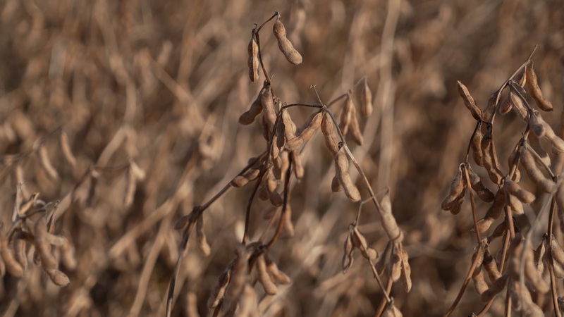 U_S__Farmers_Eye_Soybean_Surge_After_Trade_Consensus_with_the_Chinese_Mainland_poster - My Global News: Voices of a New Era U_S__Farmers_Eye_Soybean_Surge_After_Trade_Consensus_with_the_Chinese_Mainland video poster