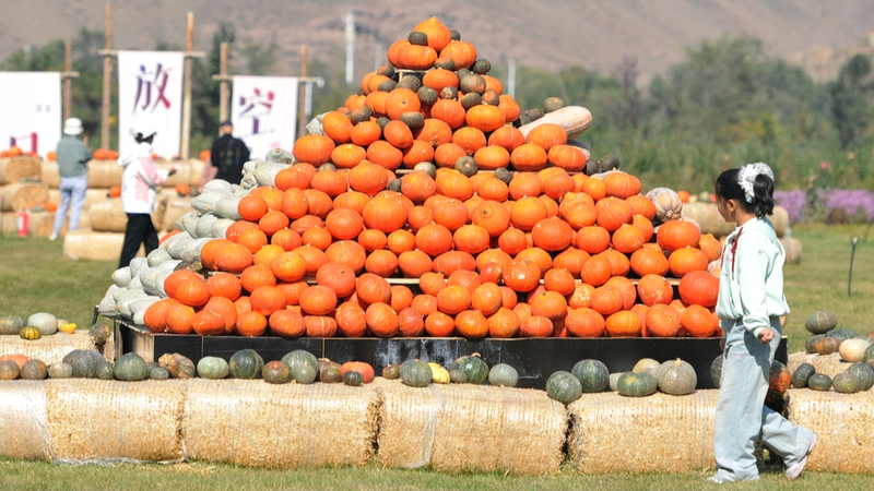 Urumqi 3rd Pumpkin Art Exhibition Blends Art, Science & Family Fun Urumqi_3rd_Pumpkin_Art_Exhibition_Blends_Art__Science___Family_Fun