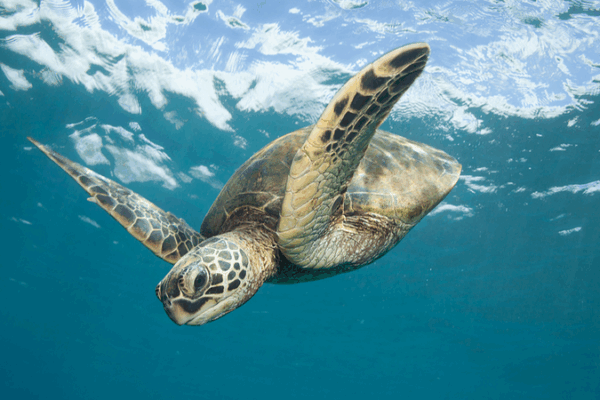 Green Sea Turtle Hatchlings Recorded on South China Sea’s Yongshu Reef Green Sea Turtle Hatchlings Recorded on South China Sea’s Yongshu Reef