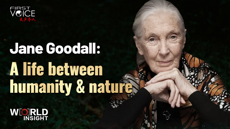 Jane Goodall’s Legacy: Bridging Humanity and Nature Jane Goodall’s Legacy: Bridging Humanity and Nature video poster