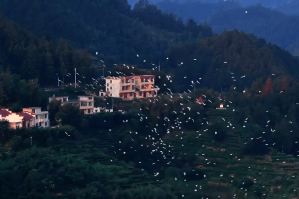 Inside Jiangxi’s Suichuan Flyway: Millions of Birds’ Autumn Refuge Inside Jiangxi’s Suichuan Flyway: Millions of Birds' Autumn Refuge video poster