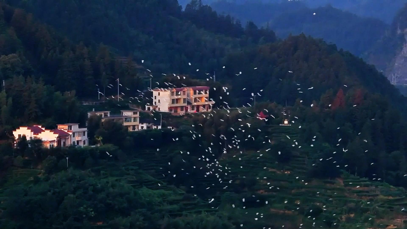 Inside Jiangxi’s Suichuan Flyway: Millions of Birds' Autumn Refuge video poster