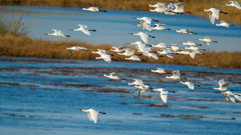 White_Spoonbills_Find_Refuge_at_Wolong_Lake_Wetland - My Global News: Voices of a New Era White_Spoonbills_Find_Refuge_at_Wolong_Lake_Wetland