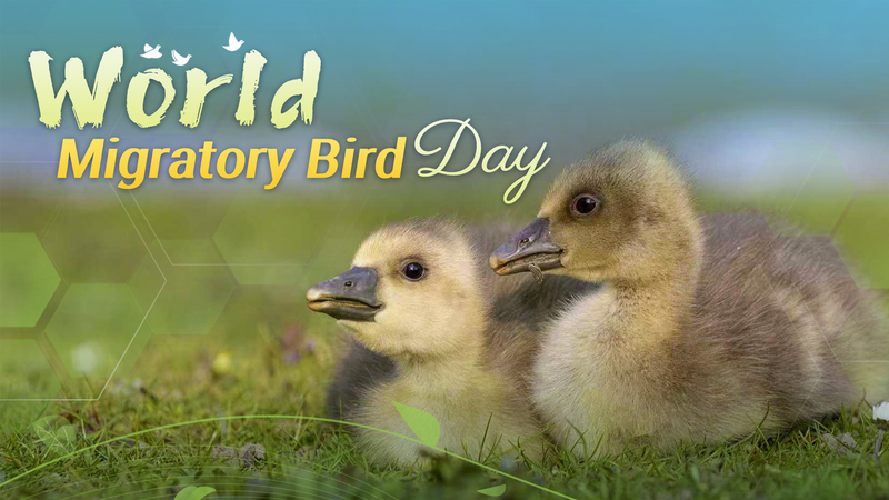 World Migratory Bird Day: Celebrating Our Global Aerial Visitors World_Migratory_Bird_Day__Celebrating_Our_Global_Aerial_Visitors