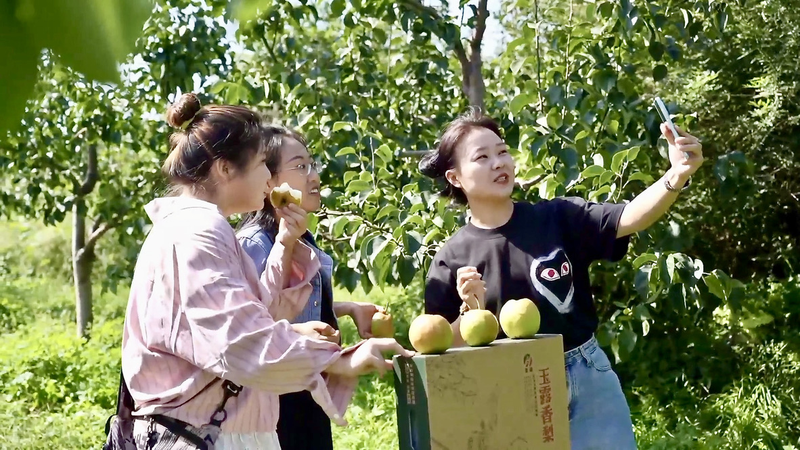 Shanxi’s Yulu Pear Boom: Live-Stream Sales Sweeten Farmer Incomes Shanxi’s Yulu Pear Boom: Live-Stream Sales Sweeten Farmer Incomes video poster