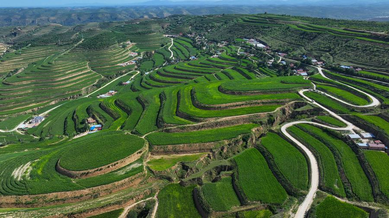 ZHGHWFC7XP89UP7DYUOZ - My Global News: Voices of a New Era Inside China’s 15th Five-Year Plan: Roadmap to Rural Revitalization