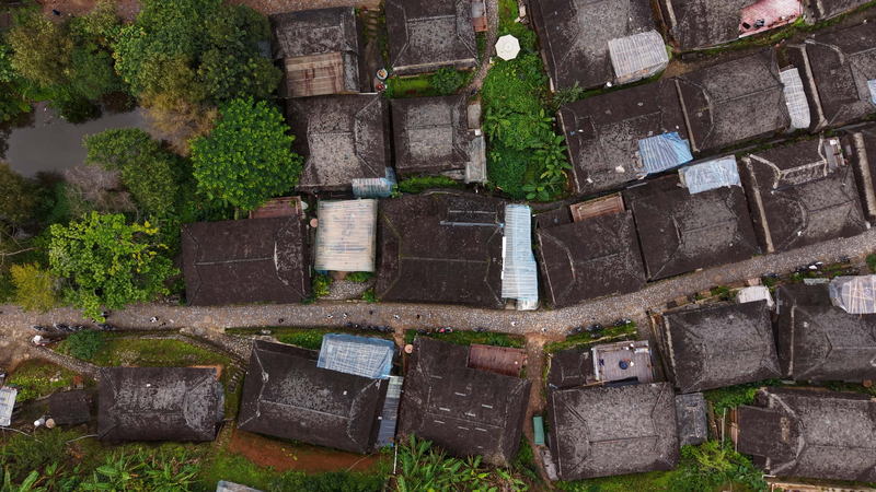 1LTYNT21CXHZFA567WT8 - My Global News: Voices of a New Era Ancient Wisdom of Jingmai’s Tea Tree Forest video poster