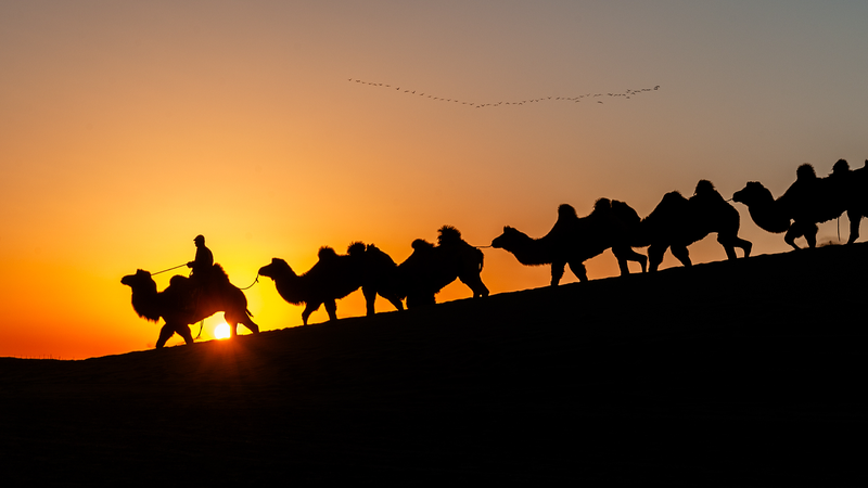 Alxa_Right_Banner_s_Annual_Camel_Migration_in_Full_Swing video poster
