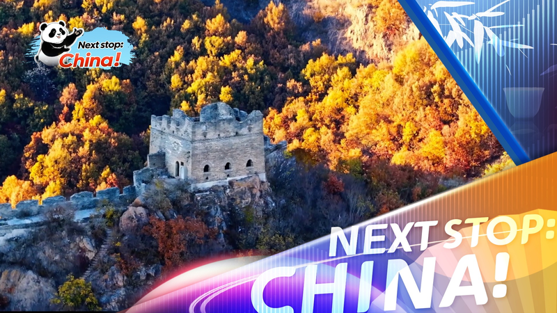 Autumn_Awe__Aerial_Views_of_Banchaoyu_Great_Wall_Section_Reveal_Golden_Splendor video poster