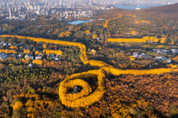 Autumn_s_Golden_Necklace__Meiling_Palace_in_Nanjing_s_Foliage