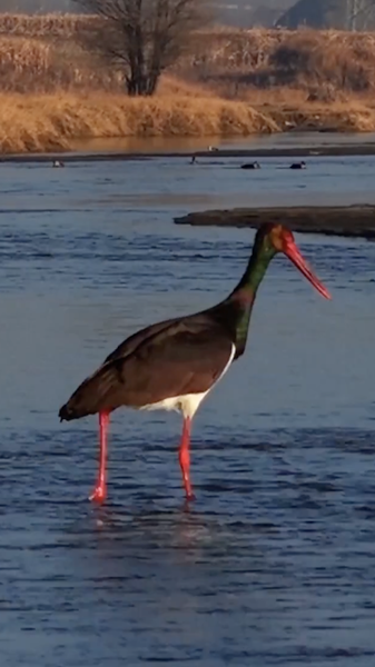 Migratory Birds Flourish at Shanxi’s Nanyang River Wetland video poster