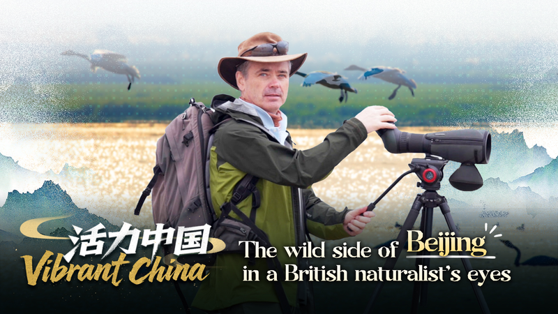 Beijing_s_Urban_Wildlife__A_British_Naturalist_s_Birdwatching_Journey video poster