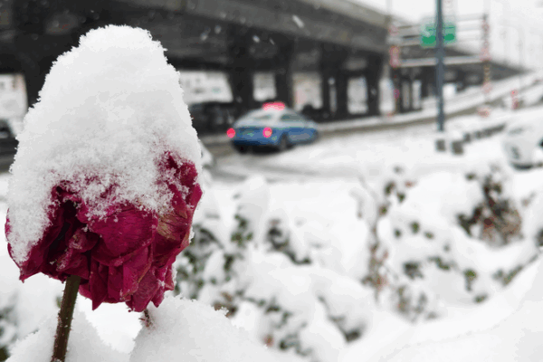 Blizzard_Shatters_Urumqi_Records__Halts_Transport_in_Xinjiang_Region