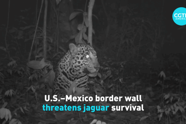 Border_Wall_Expansion_Threatens_Jaguar_Survival video poster