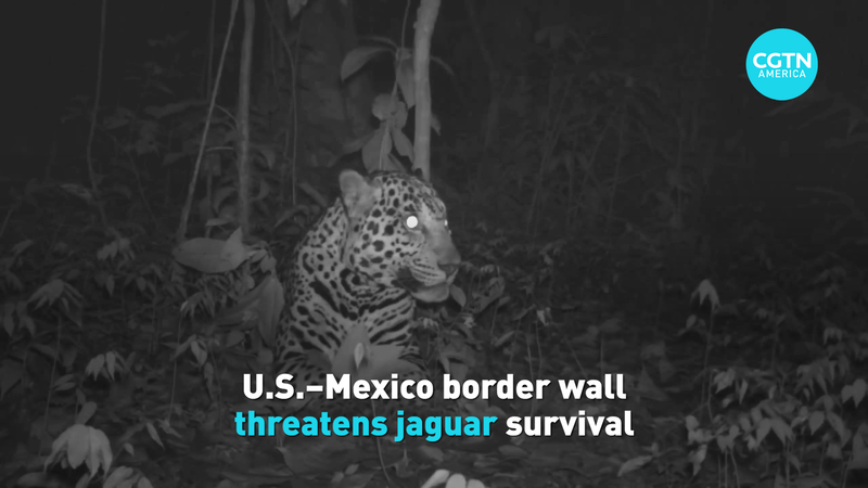 Border_Wall_Expansion_Threatens_Jaguar_Survival video poster