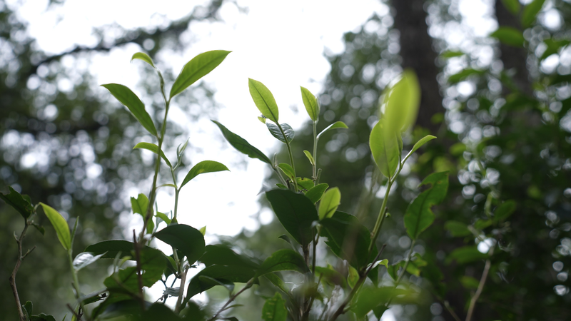 Breathing_Tea_Forests__Ecological_Wisdom_of_Jingmai_Mountain_poster - My Global News: Voices of a New Era Breathing_Tea_Forests__Ecological_Wisdom_of_Jingmai_Mountain video poster