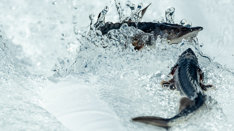 China_Breeds_Third_Generation_Chinese_Sturgeon_in_Conservation_Breakthrough