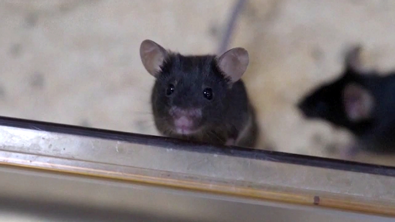 China_s_Mice_Astronauts_Thrive_Aboard_Space_Station - My Global News: Voices of a New Era China_s_Mice_Astronauts_Thrive_Aboard_Space_Station