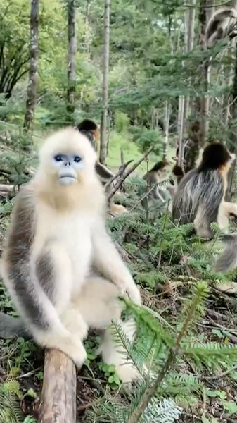 Chinese_Mainland_Nature_Reserves_Show_Strong_Recovery_in_2025_Assessment video poster