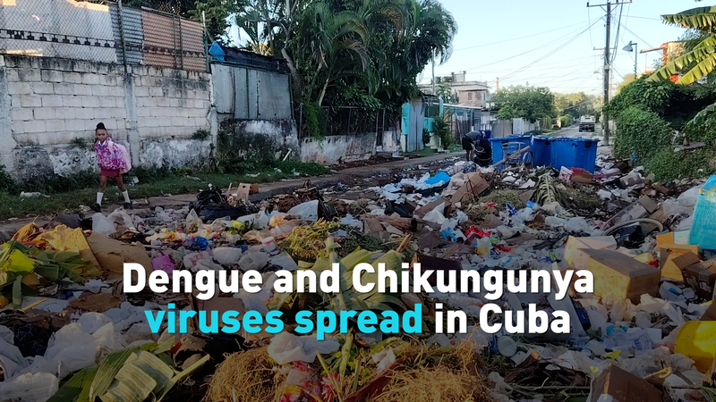 Cuba_Grapples_with_Widespread_Dengue_and_Chikungunya_Outbreaks