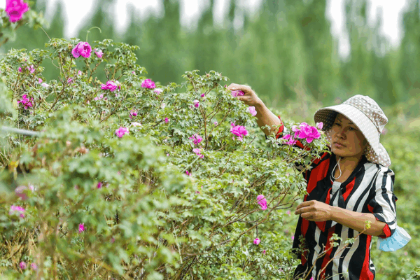 Desert_Pioneers__Roses_and_Seafood_Farms_Bloom_in_Xinjiang video poster