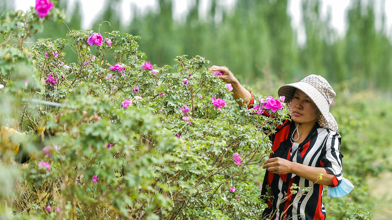 Desert_Pioneers__Roses_and_Seafood_Farms_Bloom_in_Xinjiang video poster