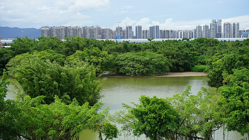 Discover__Bird_Paradise__in_Guangdong__380_Years_of_Avian_Wonder_poster - My Global News: Voices of a New Era Discover__Bird_Paradise__in_Guangdong__380_Years_of_Avian_Wonder video poster