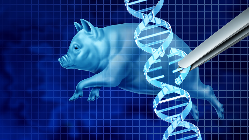 FDA_Approves_Landmark_Gene_Edited_Pig_Kidney_Trial
