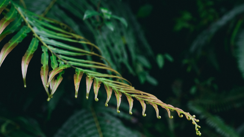 Fern__Self_Assembles__Rare_Earths__Paving_Path_for_Greener_Mining