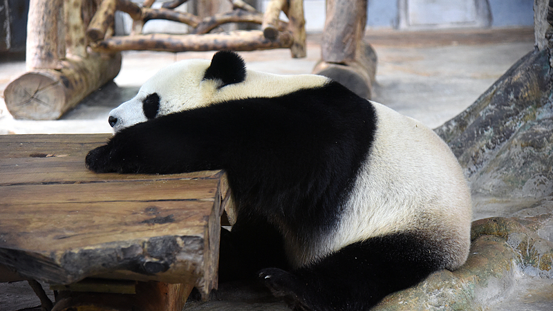 Hainan_s_Giant_Pandas_Shunshun_and_Gonggong_Steal_Hearts_at_Tropical_Wildlife_Park_poster - My Global News: Voices of a New Era Hainan_s_Giant_Pandas_Shunshun_and_Gonggong_Steal_Hearts_at_Tropical_Wildlife_Park video poster