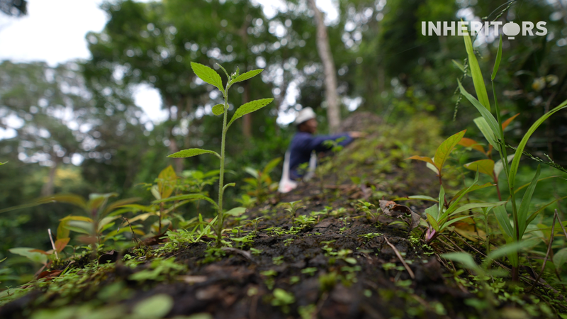 How_Fallen_Trees_in_Yunnan_Tea_Forests_Fuel_New_Life - My Global News: Voices of a New Era How_Fallen_Trees_in_Yunnan_Tea_Forests_Fuel_New_Life