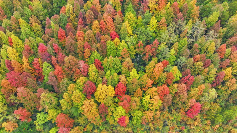 Guizhou’s 10,000-Mu Maple Forest Blazes Red This Early Winter video poster