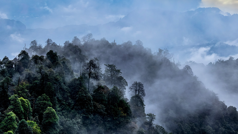 Laojunshan_Reserve__A_Sanctuary_for_the_Rare_Sichuan_Partridge