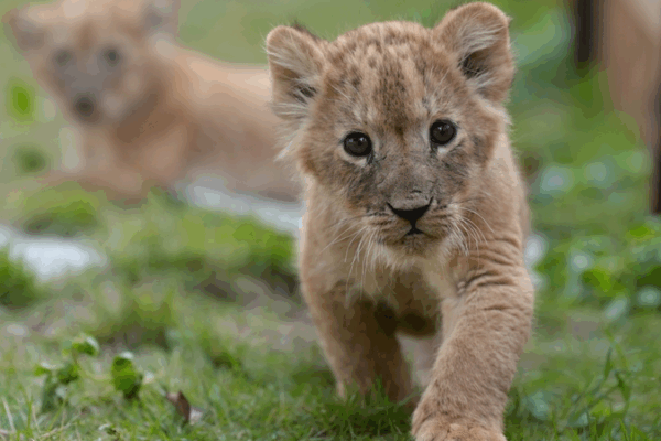 Lion_Cub_Quintuplets_Celebrate_One_Month_Birthday_with_Outdoor_Outing