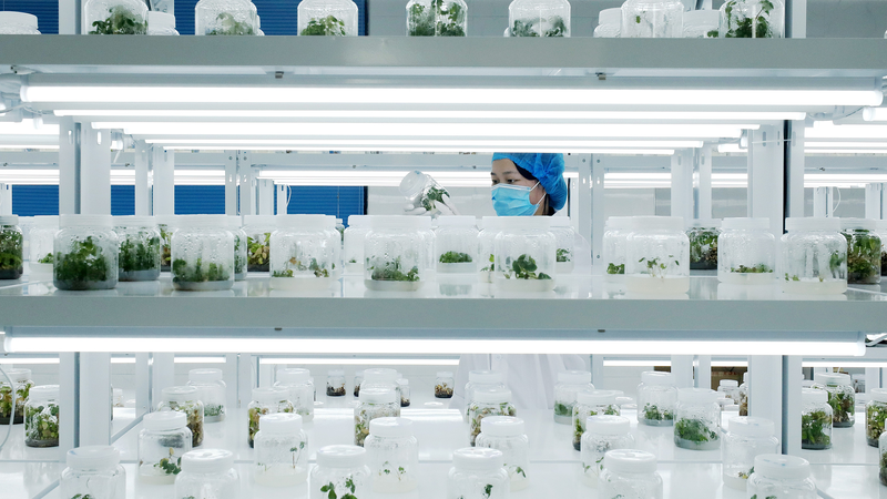 Seeds of Strength: The Chinese Mainland’s Modern Farming Revolution