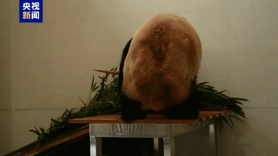 New_Giant_Panda_Base_Boosts_China_Conservation_Network - My Global News: Voices of a New Era New_Giant_Panda_Base_Boosts_China_Conservation_Network