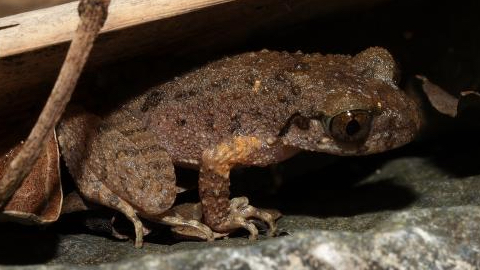 New_Kung_Fu_Frog_Discovered_in_Guangdong