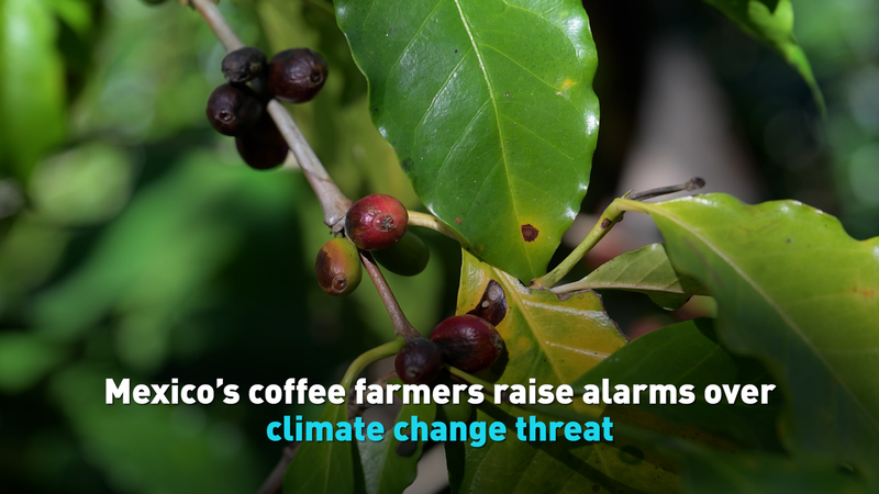 Mexico’s Coffee Farmers Sound Alarm on Climate Change Threat video poster