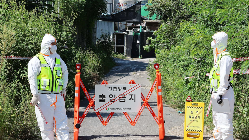 Republic_of_Korea_Elevates_African_Swine_Fever_Alert_to_Serious