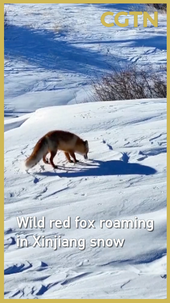 Snowy_Trek__Wild_Red_Fox_Roams_Xinjiang_After_Grazing_Ban video poster