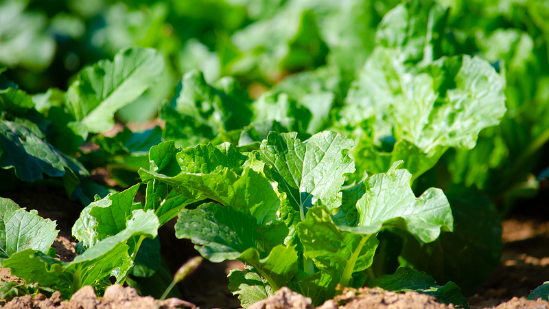 Soil_Microbes_Key_to_Restoring_Tropical_Coral_Island_Vegetation