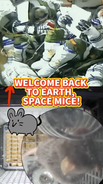 Tiny_Space_Mice_Return_Healthy_From_Shenzhou_20_Mission_poster - My Global News: Voices of a New Era Tiny_Space_Mice_Return_Healthy_From_Shenzhou_20_Mission video poster
