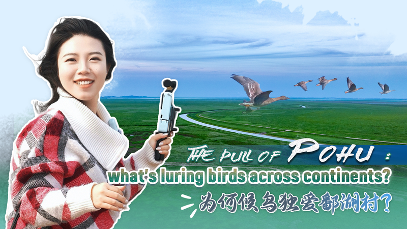 Why_Pohu_Village_Lures_Migratory_Birds_Across_Continents video poster