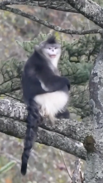 Yunnan_Snub_nosed_Monkey_Population_Surges_to_350 video poster