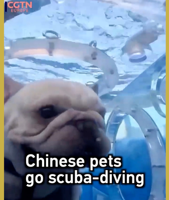Pets Go Scuba Diving in Nanning’s Underwater Capsules video poster