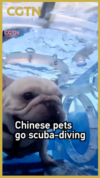 Pets Go Scuba Diving in Nanning’s Underwater Capsules video poster