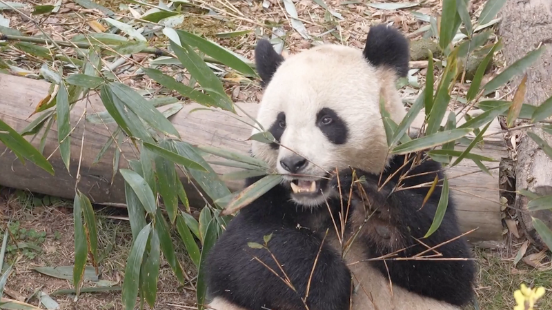 Giant Pandas Return, Celebrating 13 Years of China–France Friendship video poster