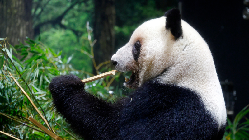 Japan’s Last Giant Pandas to Return to China This January