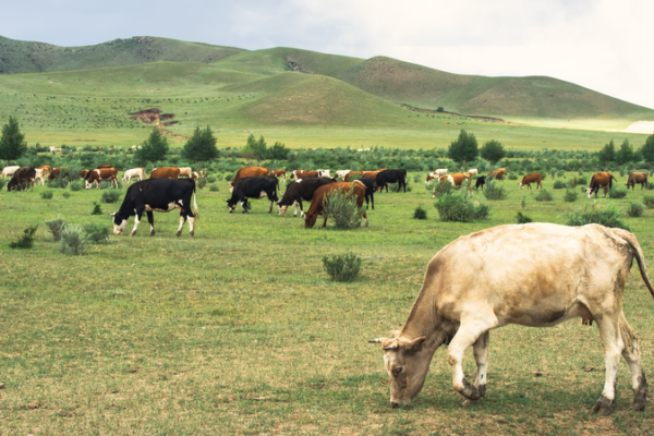 Ancient_Cattle_Genomics_Reveal_10_000_Years_of_Silk_Road_Exchange