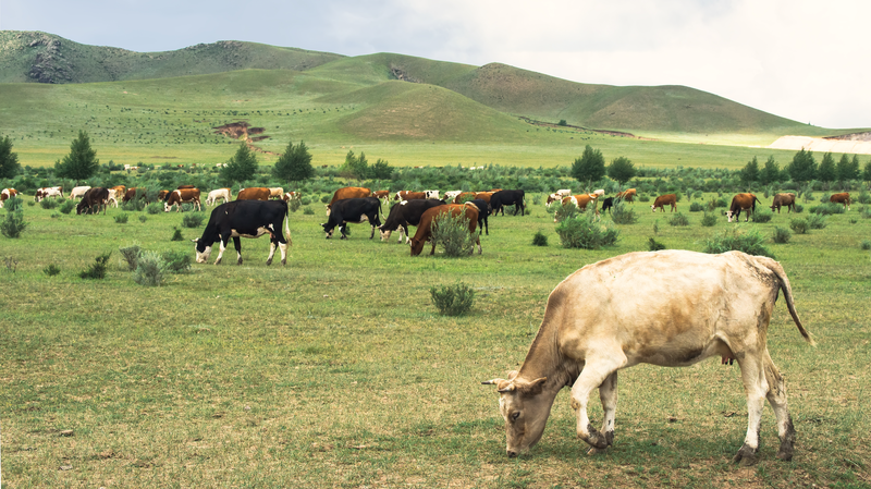 Ancient_Cattle_Genomics_Reveal_10_000_Years_of_Silk_Road_Exchange